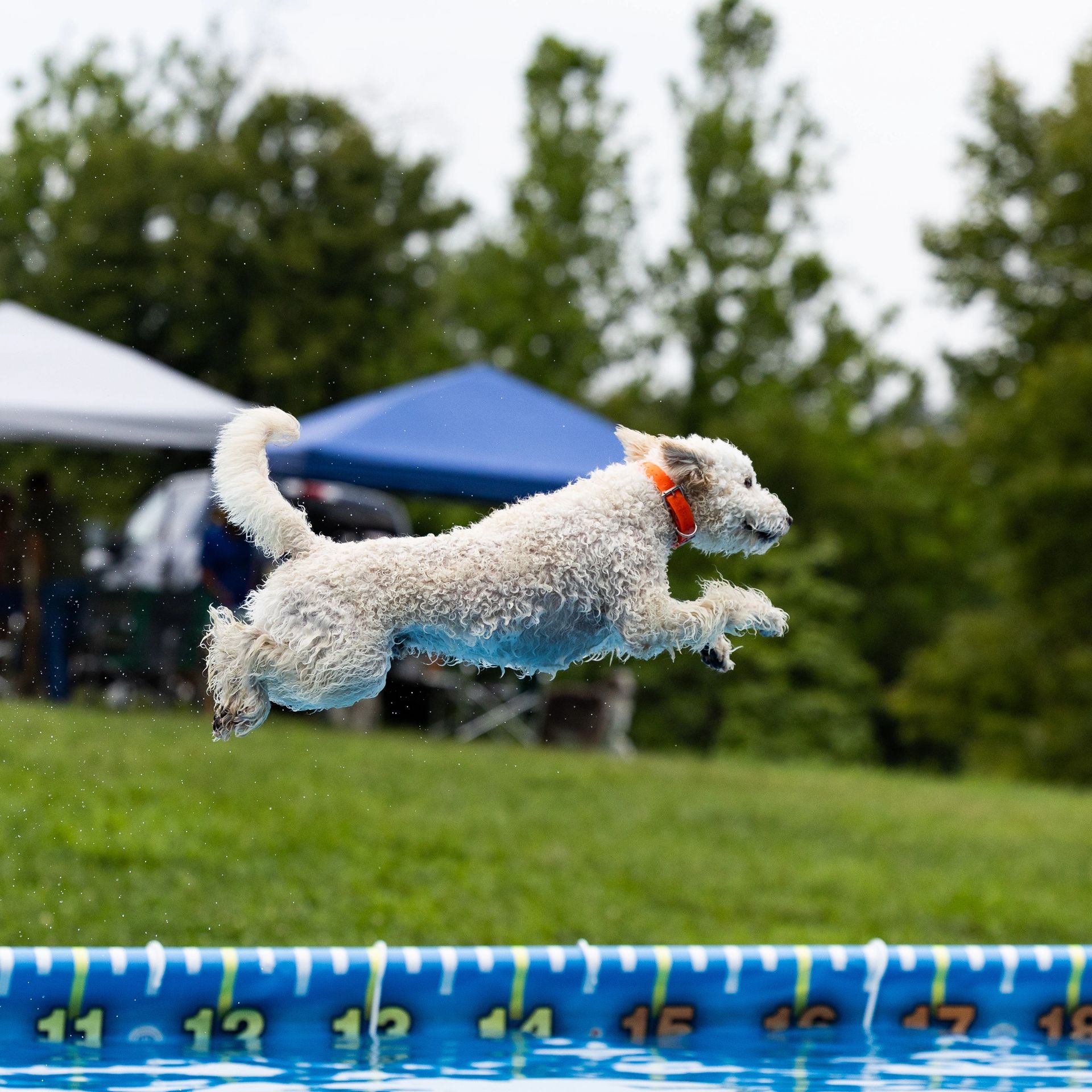Dock diving action photography at Splash Town Warwick